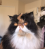 pet